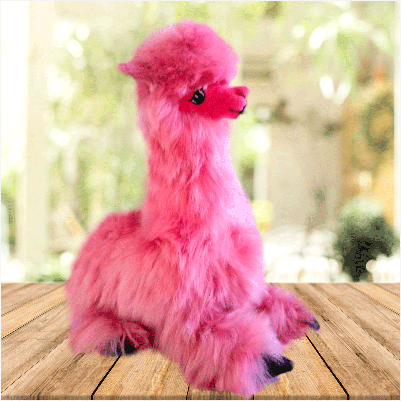 Alpaca sitting pink color